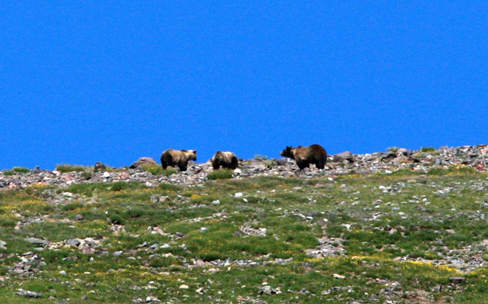 Grizzly Moth Site